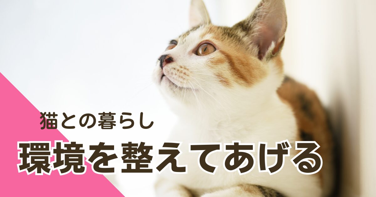 猫アイキャッチ